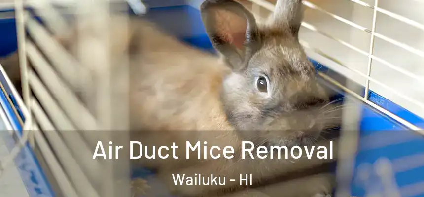  Air Duct Mice Removal Wailuku - HI